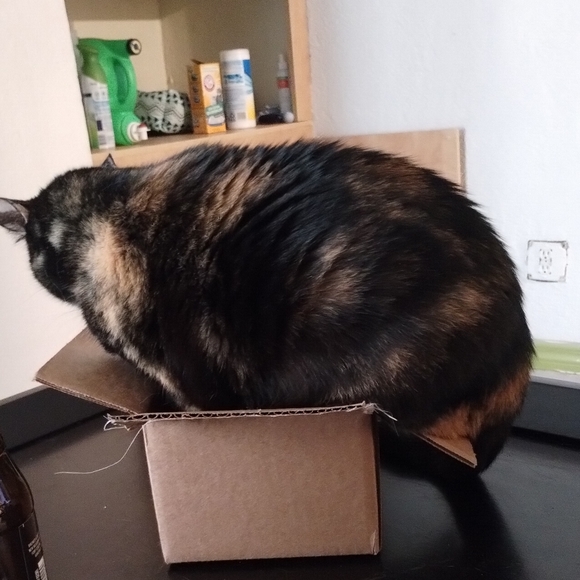 Meet your Posher, Cheri - Picture 4 of 15